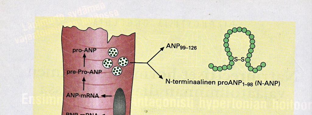 RAAS ja NPS fysiologiset vaikutukset RAAS (Renin-Angiotensin Aldosterone System) Activation of AT 1 receptors by angiotensin II NPS (Natriuretic Peptide System) ANP, BNP CNP Adapted from Burnett JC,