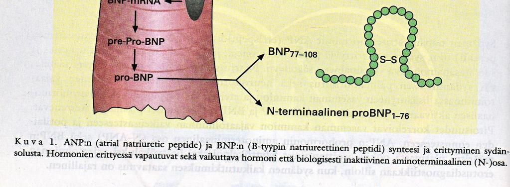 Decreased aldosterone levels Inhibition of RAAS Inhibition of sympathetic nervous activity Vasodilation Decreased vascular smooth muscle growth Decreased aldosterone levels Value of natriuretic