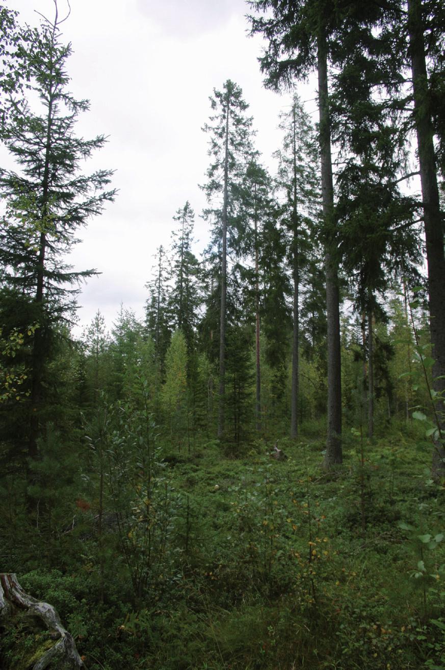 Suomen Luontotieto Oy 1. Johdanto Kauhajoen kaupunki tilasi keväällä 2008 Suomen Luontotieto Oy:ltä Kauhajoen kaupungin osayleiskaava-alueen luontoarvojen perusselvityksen.