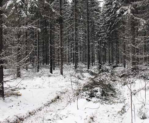 14 Puunkorjuupalvelu Suomen Metsänhoitoyhdistykset ovat korjanneet puuta metsänomistajien lukuun kauan. Etelä-Savossa perinteet ulottuvat varmuudella ainakin 1980 luvulle.
