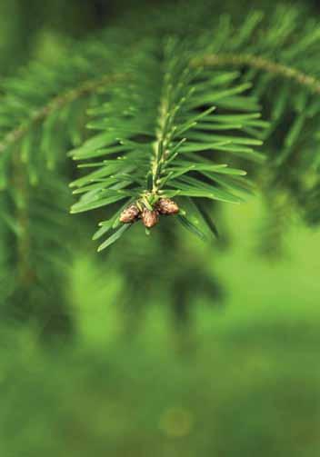 21 Mhy Etelä-Savo hoitaa Enonkosken kunnan metsät Itäsavolaiskuntien metsäomaisuus on merkittävä.