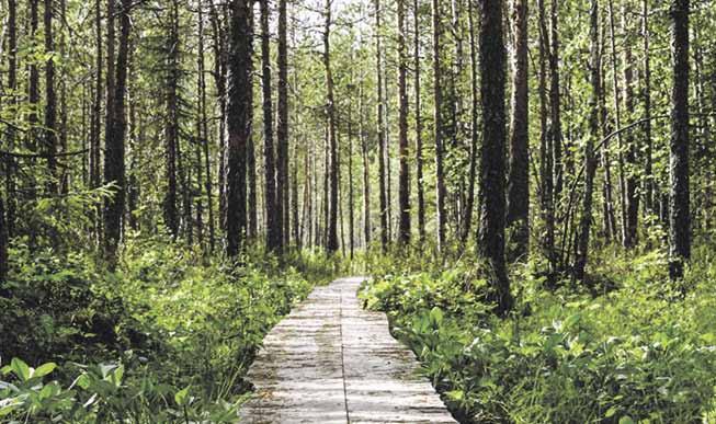 22 Kullanarvoista tietoa Metsänomistajille TIEDÄTKÖ METSÄSI ARVON?