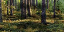 Petri Pajunen Veroilmoituksen täyttäminen askarruttaa? Metsänhoitoyhdistys Etelä-Savosta saa palvelua metsävero- ja kausiveroilmoituksen täyttämiseen.
