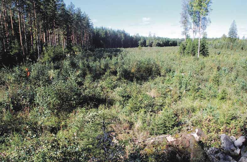 30 Huomioi metsäkanalinnut metsänkäsittelyssä Marko Svesberg Metsien käsittelyllä voidaan vaikuttaa kanalintukantojen kehitykseen yleensä ilman lisäkustannuksia.