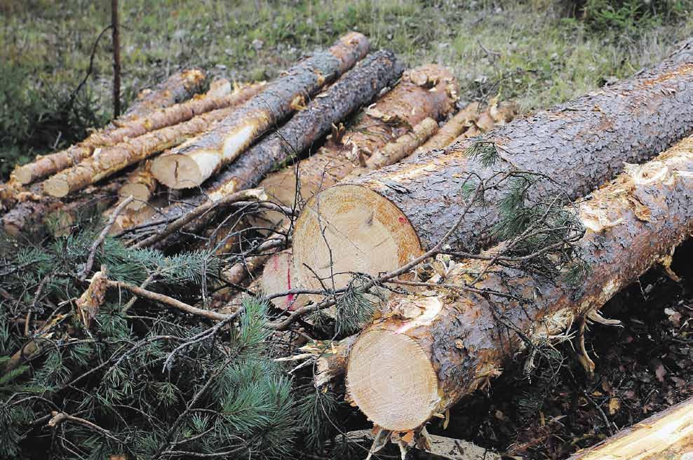 6 Metsänomistaja: Näin onnistut puukaupassa Petri Pajunen Paras tapa päästä jyvälle katkonnan vaihteluista eri metsäyhtiöiden välillä, on kerätä tietoa toteutuneista puukaupoista.