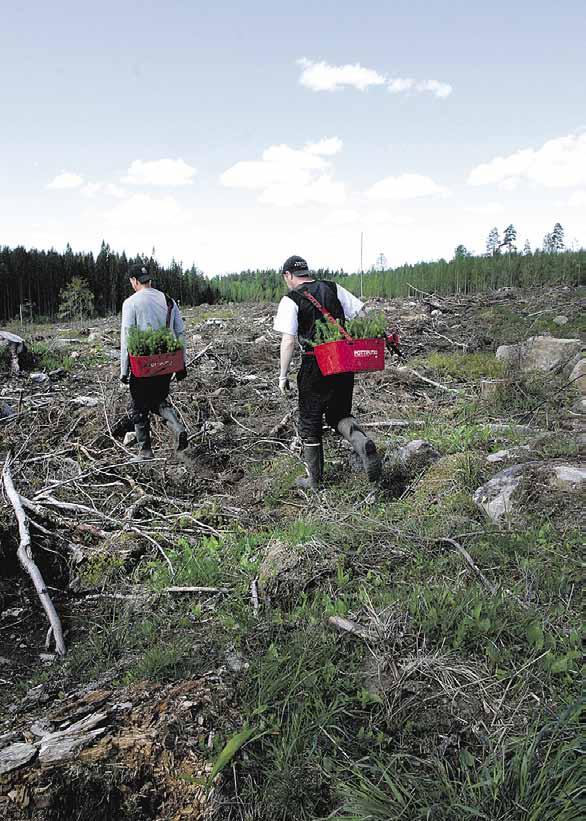 9 tä innostuneet vanhat ja uudet metsänomistajat ovat erittäin tervetulleita metsätöihin. Maalle paluuta voi motivoida sekin, että omasta metsästään voi tehdä mieleisensä.