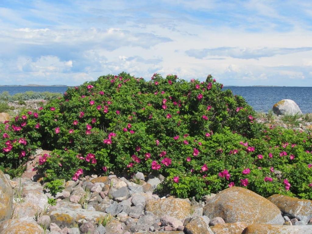 pensas nääntyy hengiltä kokonaan. Menetelmän etuna on se, että myös vaikeasti poistettavat juurakot kuolevat kokonaan ja lopulta jäljelle jäävät vain rangat, jotka voidaan leikata tai vaikka polttaa.