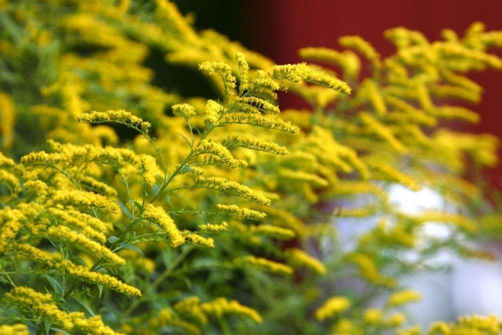 Koristepiiskut Kanadanpiisku Solidago canadensis, isopiisku Solidago gigantea ssp.