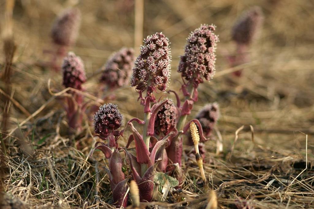 Etelänruttojuuri Petasites hybridus Ruttojuuret ovat monivuotisia, tiheitä kasvustoja muodostavia kaksikotisia asterikasveja. Koiras ja naaras ovat siis eri yksilöissä.