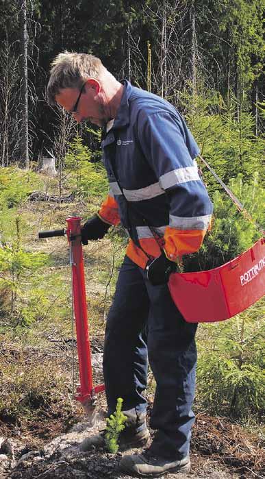 20 Sovi taimista ja istutuksista puunmyyntisuunnitelman yhteydessä Taimia on vielä saatavana kevään viljelyihin Tulevana keväänä toimitettavien taimien osalta tilaukset taimitarhoille on tehty vuonna