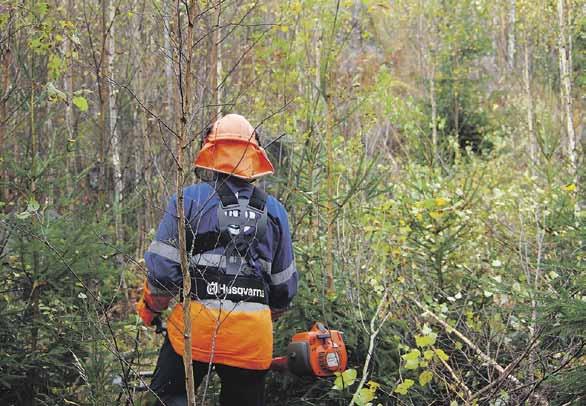 Taimia kasvatetaan tarhoilla tehtyjen tilausten ja sopimusten mukaisesti, joten taimet kannattaa tilata aina jo puunmyyntisuunnitelman yhteydessä.