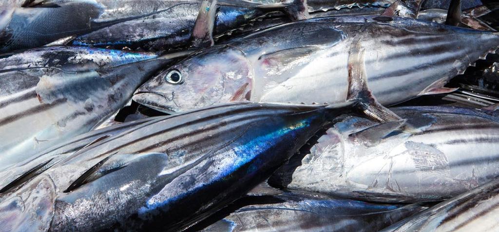 TEKOMME ILMASTONMUUTOS JA KIERTOTALOUS KALAA JA ÄYRIÄISIÄ KESTÄVISTÄ KALAKANNOISTA S-ryhmän ruokakaupoissa halutaan tarjota kuluttajille vastuullisesti pyydettyä kalaa kestävistä kalakannoista.