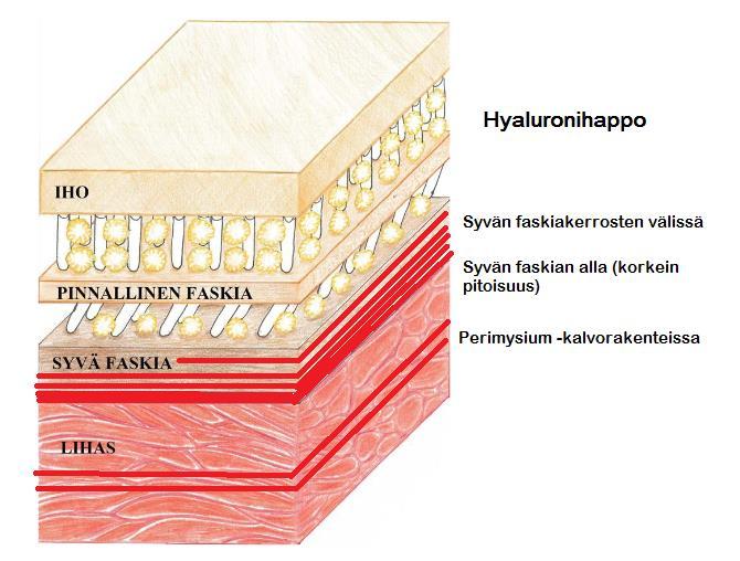 16 KUVA 2. Hyaluronihapon sijainti faskiarakenteissa. Kuvassa punaisella merkitty hyaluronihapon sijainti faskiarakenteissa.