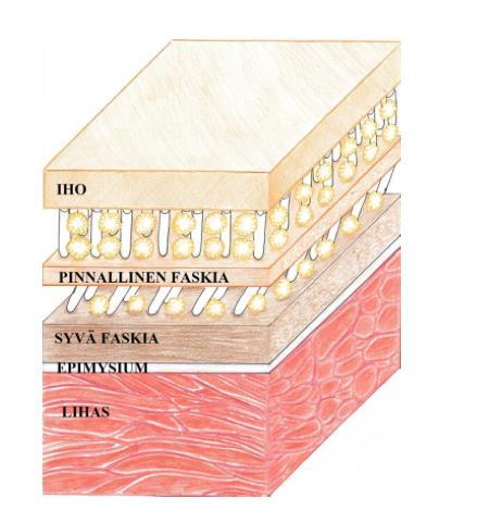 8 KUVA 1. Poikkileikkaus faskiakerroksista (Mukaillen Stecco ym. 2011, 129) 3.1 Pinnallinen faskia Iho, käsittäen orvaskeden ja verinahan, ympäröi koko kehon ulkopintaa.