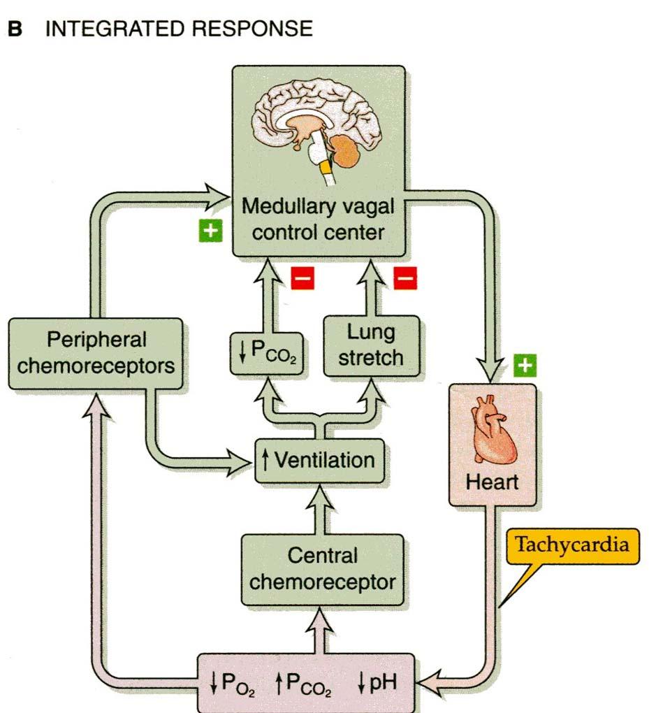 Sekundaarinen hermostollinen säätely Vasteet (kemoreseptorit) aortan kaaren ja karotispoukaman kemoreseptorit ärtyvät, kun hapen osapaine on alentunut, hiilidioksidin noussut ja ph alentunut NTS BP