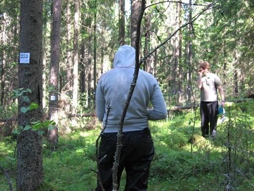 ja metsäekonomia ja markkinointi Metsikön nykytilan määritys Erilaisten metsävarojen