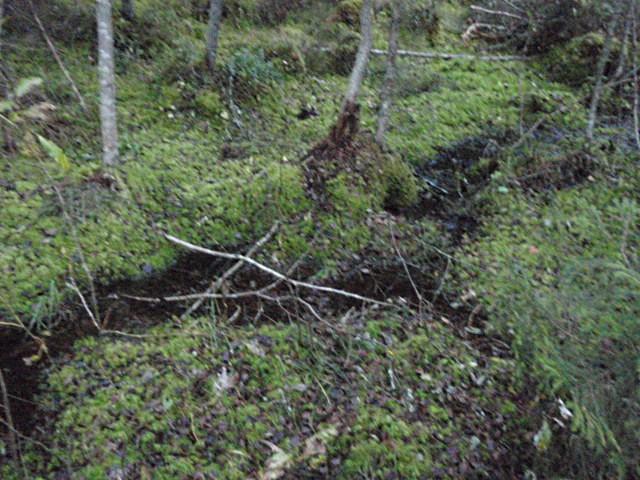 uomaa) Metsäkeskuksen tulkinnan mukaan ennakkoratkaisu tehty yläpuolella jo aiemmin, alapuolikin voitiin