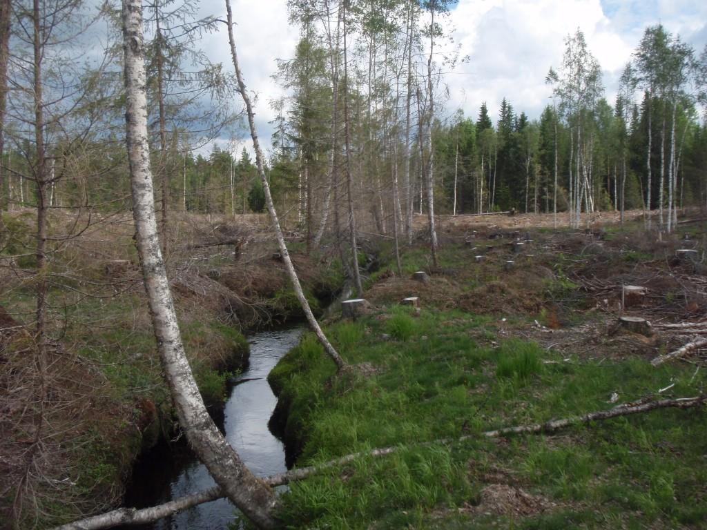 Puronvarsihakkuut ML, VL, LsL, Tapaus Takaluoma Avohakkuu luoman varressa 2012 Purossa olosuhteet muuttuneet, varjo, lämpö jne. Mm.