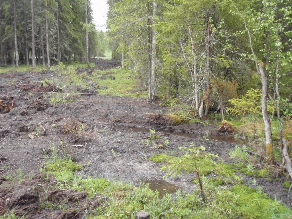 Lähteikköjen tuhoaminen ML, VL, LsL Tapaus Rydinmaa Hakkuun rajalla oleva lähtekkö Alue ojitettu sekä johdettu pintavesiä lähteeseen Ajettu metsäkoneella