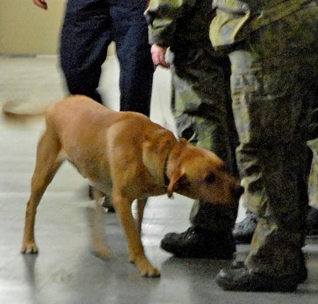 Useimmat koirat ovat labradorinnoutajia mutta joukossa on myös mm. bordercollieita ja muita rotuja.