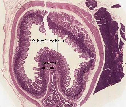 Kuva 1. Ohutsuolen poikkileikkaus. Ohutsuolen pinta-alaa lisäävät rengaspoimut ja nukkalisäkkeet. Histologian opetusnäytteet, Ekologian ja genetiikan yksikkö, Oulun yliopisto.