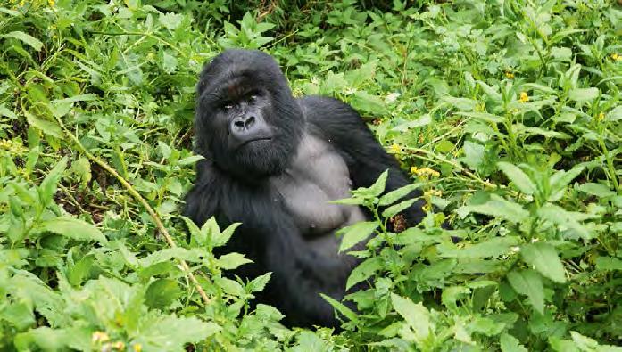 Virunga rahvuspargis ( 13) toimunud rünnakus mullu oktoobris sai surma kaks pargivahti. Ka selle aasta algul sõlmitud rahuleping pole sõjategevust veel lõpetanud.