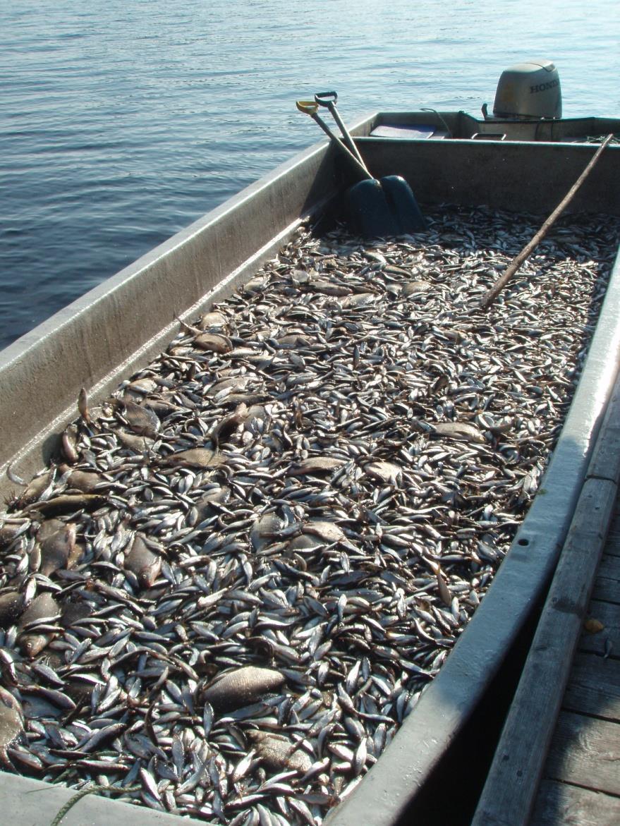 Poistokalastus, poistokalastuksen hankesuunnitelma Poistokalastuksen osalta Joroisselälle ja muille Joroisten alueen kohdejärville on tehty v.
