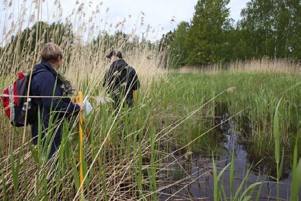 Tuleva tieliittymä ja eläinten lastauspaikka kuvattuna