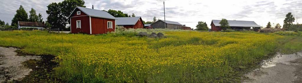 Kukkiva kallio Hurukselan kylässä.