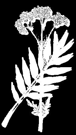 Tutkimustuloksia ja kokemusperäistä tietoa eri yrttikasvien lämpötilarajoista Kasvi Auringonhattu (Echinacea) tavoitekosteus % tuotteen max lt C kuivausilman lt C 45 Basilika 10-12 40 Heinäratamo 10