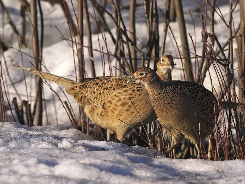 FASAANI NAARAS PITKÄ PYRSTÖ VALKEA