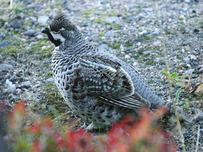 TÖYHTÖ PYY KOIRAS PIENIN METSÄKANALINTU MUSTA