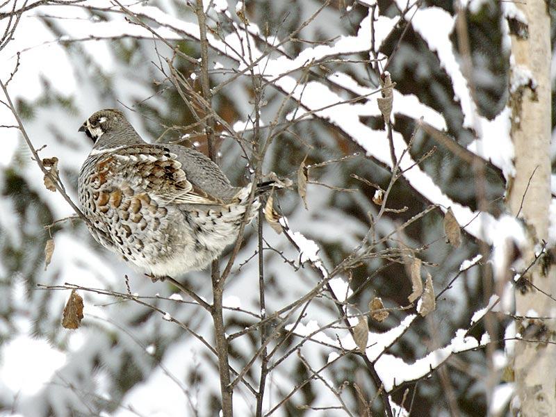 PYY KOIRAS HARMAA SELKÄ MUSTA PYRSTÖN KÄRKI - KUUSIMETSISSÄ -