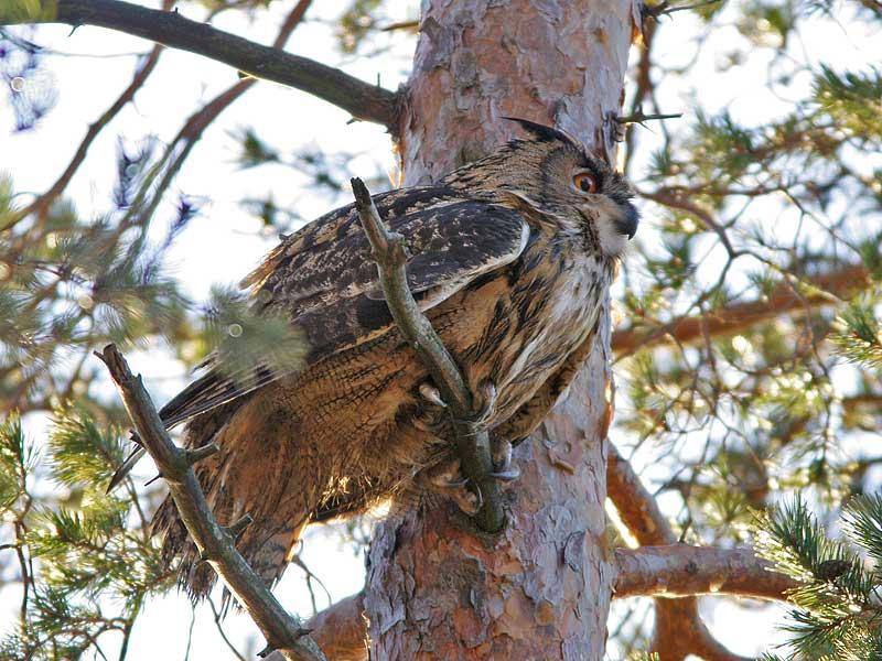 HUUHKAJA HYVIN SUURI PYÖREÄ