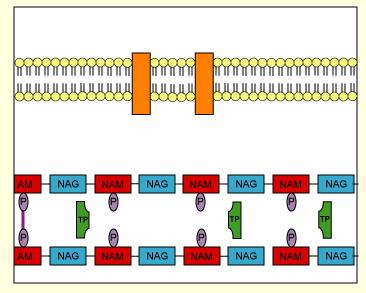 Penisilliinit Kefalosporiinit Karbapeneemit Ovat bakterisidisiä Estävät kasvavan bakteerisolun peptidoglykaanisynteesiä - penisilliini (betalaktaamiantibiootti) estää peptidoglykaanin ristisidokset