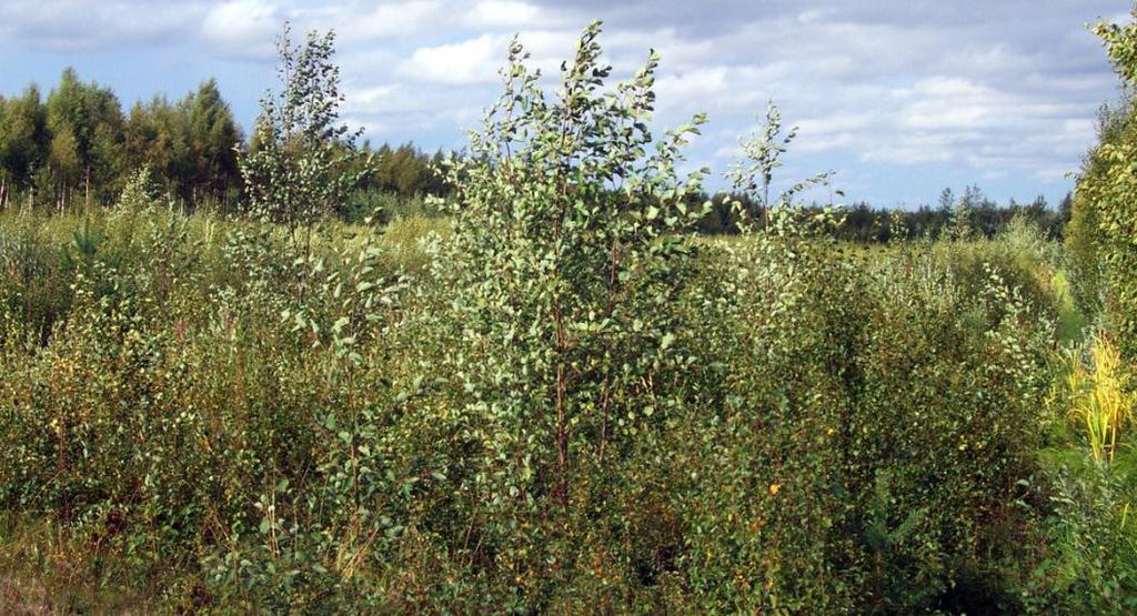 Sopiva tuhkamäärä takaamaan ravinteiden riittävyys koko energia-puumetsikön