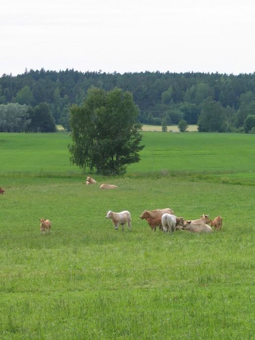 2.1 Uutta 2016 Uutta 2016 Käytä apuna virallisia säätilastoja tai ota valokuvia lohkon tilanteesta, jotta voit tarvittaessa osoittaa valvontatilanteessa, että kyseessä on ollut märkyydestä johtuva