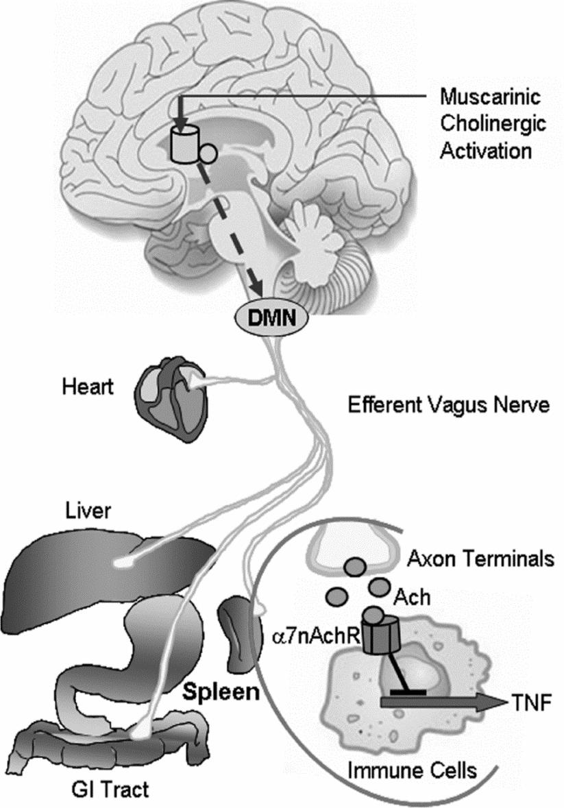 VAGUS-HERMOSTIMULAATIO (VNS) vagus vaeltaja hermo autonomisen hermoston osa laajat