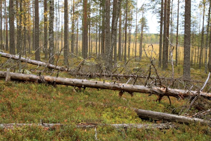 Hiilikääpä (EN) Sirppikääpä (NT, RT), 2x Hentokääpä (NT, RT) Korokääpä (VM-ind), runsas Männynkääpä (VM-ind)