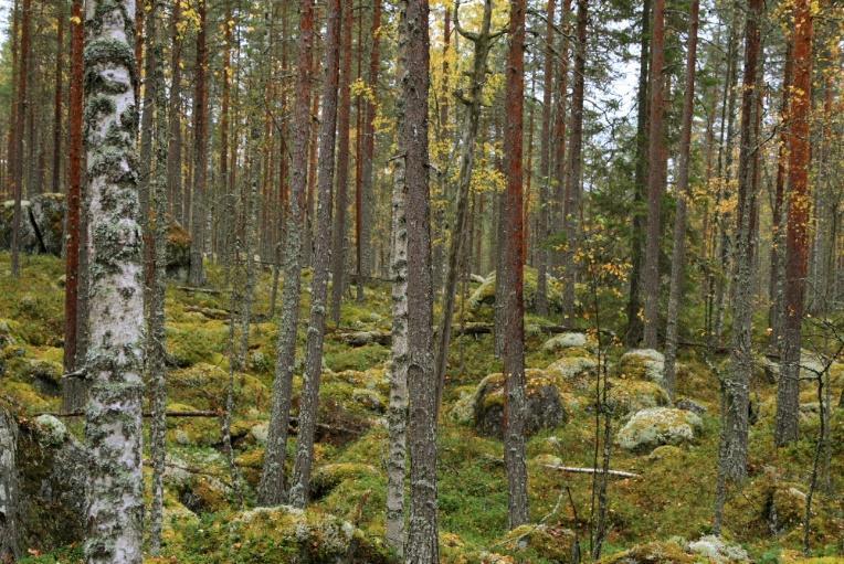 2016 (Miia Kokkonen, Ari Aalto) Aiemman lajistotiedon määrä Heikko Havaitut lajit Välkkyludekääpä (VU) Riekonkääpä (NT, RT), 3x Hentokääpä (NT, RT) Korokääpä (VM-ind) Riukukääpä (VM-ind),