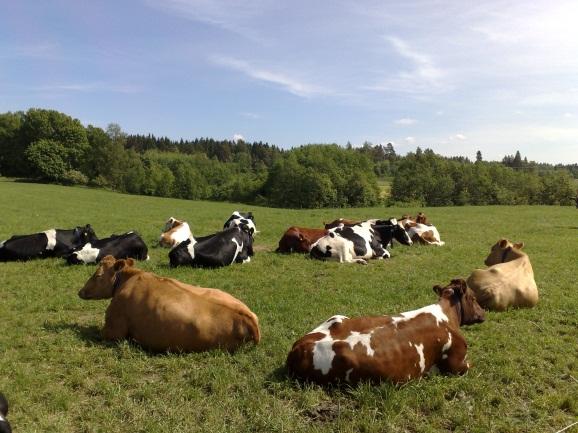 noin 187 ha Viljeltävät kasvit: Nurmirehut, rehuvilja, leipävilja, rypsi,