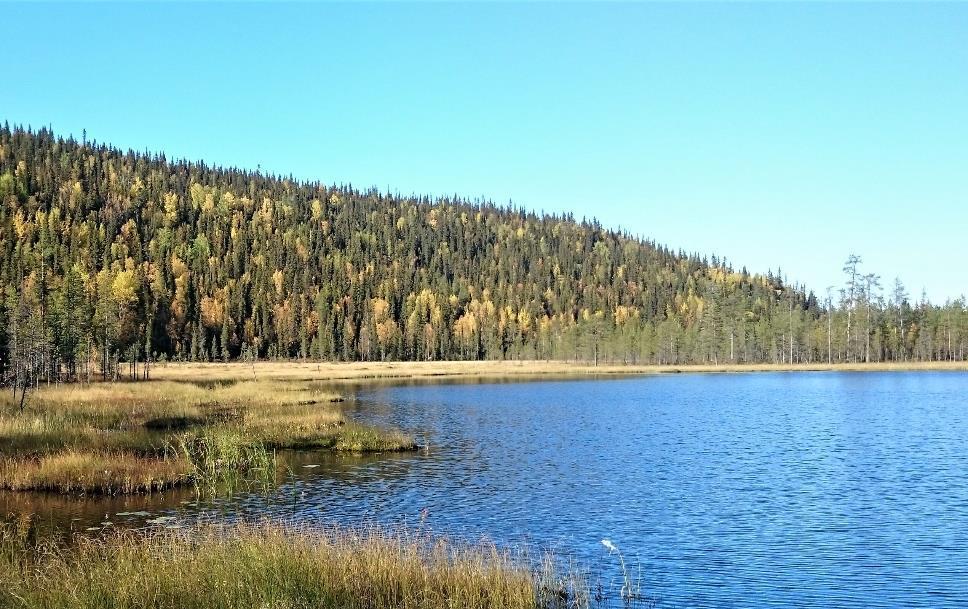 METSÄN LIITTÄMINEN YHTEISMETSÄÄN OSUUKSIA VASTAAN