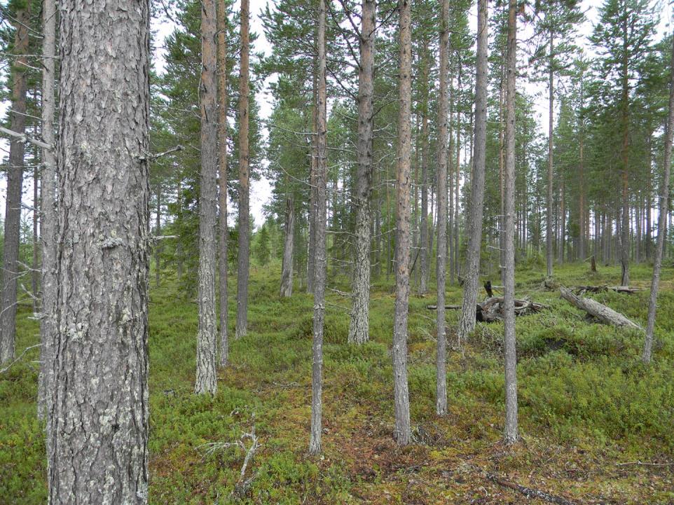 Alueen liittäminen yhteismetsään osuuksia vastaan 26.10.