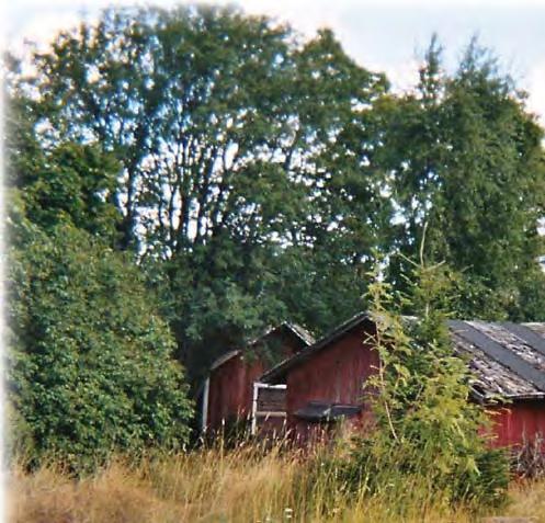 Vaajalan laitumet, Kantolan laitumet ja Kuuminaisten niemen kärki ovat erityistuen piirissä ja laidunnuksessa. Koskelan laitumia laidunnetaan ilman erityistukea.