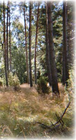 Ohjelman toimenpiteillä vastataan myös edellä (5.1.) kuvattuihin ongelmiin.