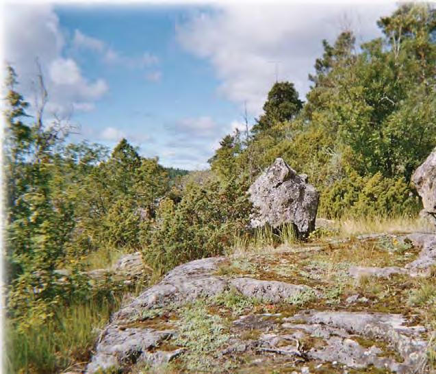 Rauman Sorkan kylän Rannanvuoren kalliokedot ovat myös Natura-aluetta. Alue on sisällytetty Naturaan silikaattikalliona, mutta kaipaa silti pikaisesti puuston raivausta.