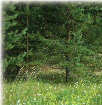 5.4 Hoitosuunnitelmien laatiminen Perinnebiotooppien hoidon tulisi aina perustua yksityiskohtaiseen hoitosuunnitelmaan.