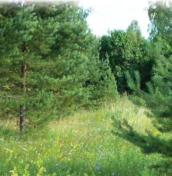Suunnitelmia tulisi laatia muuta- ma vuosittain etenkin hoitoluokan I kohteille.