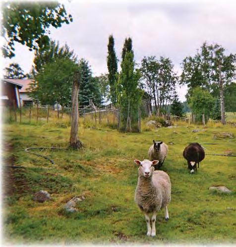 2 Menetelmät Hoito-ohjelman laatiminen aloitettiin toukokuussa 2005 yhteistyökokouksella.