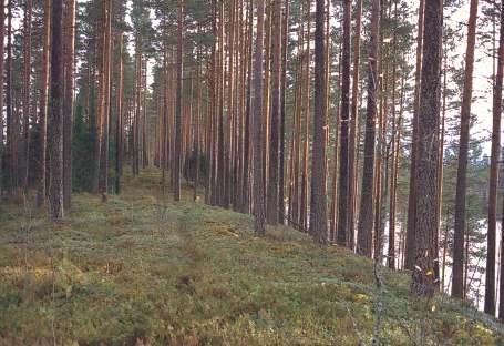 ja kiviaineshuollon yhteensovittaminen Loppuraportti